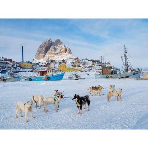 Team of sled dog during winter in Uummannaq in Greenland White Modern Wood Framed Art Print by Zwick, Martin