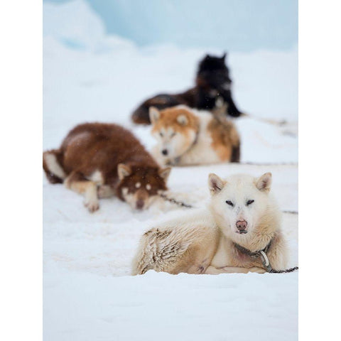 Sled dog during winter in Uummannaq in Greenland  Black Modern Wood Framed Art Print by Zwick, Martin