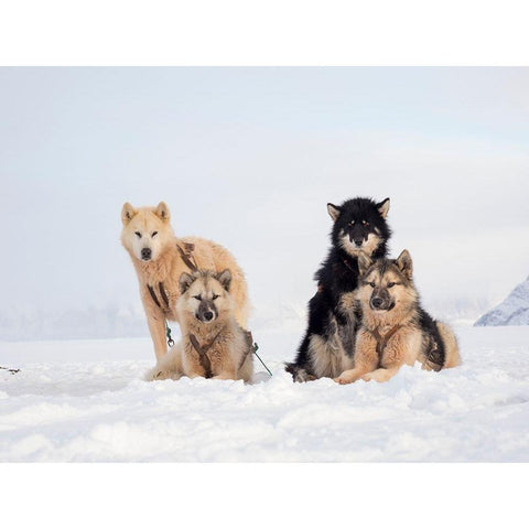Sled dog during winter in Uummannaq in Greenland  White Modern Wood Framed Art Print by Zwick, Martin
