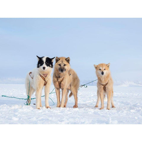 Sled dog during winter in Uummannaq in Greenland  Black Modern Wood Framed Art Print by Zwick, Martin