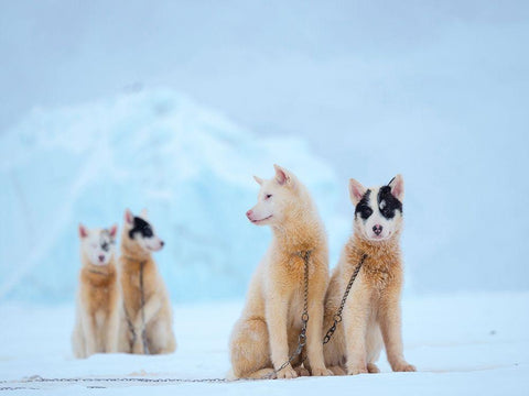 Sled dog during winter in Uummannaq in Greenland  White Modern Wood Framed Art Print with Double Matting by Zwick, Martin