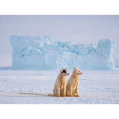 Sled dog during winter in Uummannaq in Greenland  Black Modern Wood Framed Art Print by Zwick, Martin