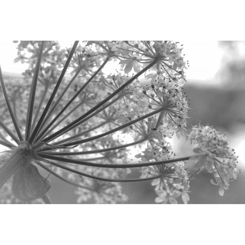 Alaska, Glacier Bay Cow parsnip in Bartlett Cove Black Modern Wood Framed Art Print by Paulson, Don