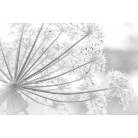 Alaska, Glacier Bay Cow parsnip in Bartlett Cove Black Modern Wood Framed Art Print by Paulson, Don