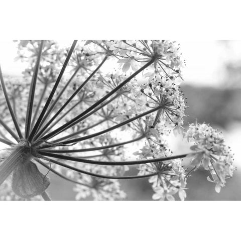 Alaska, Glacier Bay Cow parsnip in Bartlett Cove Black Modern Wood Framed Art Print by Paulson, Don