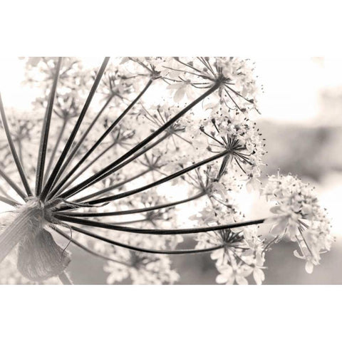 Alaska, Glacier Bay Cow parsnip in Bartlett Cove Black Modern Wood Framed Art Print by Paulson, Don