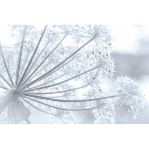 Alaska, Glacier Bay Cow parsnip in Bartlett Cove White Modern Wood Framed Art Print by Paulson, Don