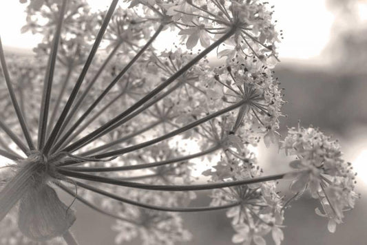 Image Only