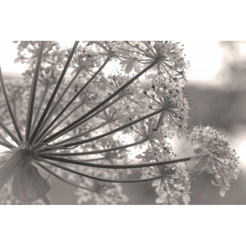 Alaska, Glacier Bay Cow parsnip in Bartlett Cove Black Modern Wood Framed Art Print with Double Matting by Paulson, Don