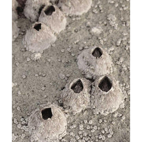 CA, San Diego, Barnacles in tide pools White Modern Wood Framed Art Print by Talbot Frank, Christopher