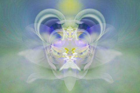 Star of Bethlehem White Modern Wood Framed Art Print with Double Matting by Jones, Adam