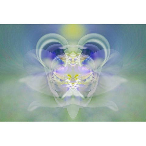 Star of Bethlehem Black Modern Wood Framed Art Print with Double Matting by Jones, Adam