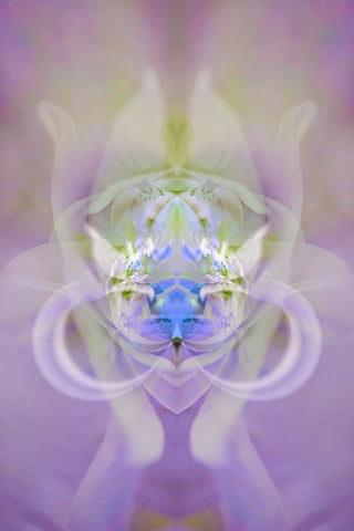 Star of Bethlehem and Iris in background White Modern Wood Framed Art Print with Double Matting by Jones, Adam