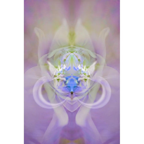 Star of Bethlehem and Iris in background Black Modern Wood Framed Art Print with Double Matting by Jones, Adam