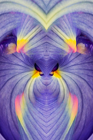 Abstract Iris flowers White Modern Wood Framed Art Print with Double Matting by Jones, Adam