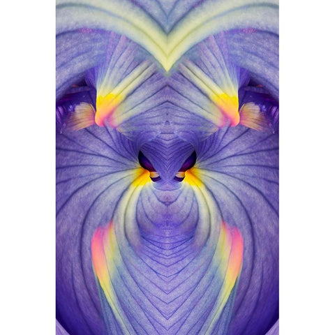 Abstract Iris flowers Black Modern Wood Framed Art Print by Jones, Adam