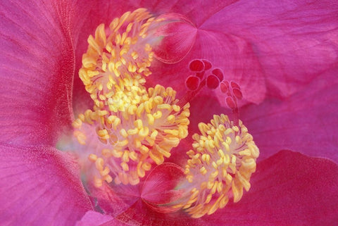 Hibiscus Flower White Modern Wood Framed Art Print with Double Matting by Jones, Adam