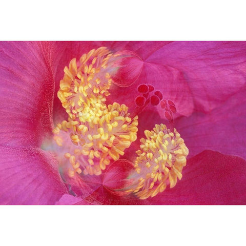 Hibiscus Flower Black Modern Wood Framed Art Print by Jones, Adam