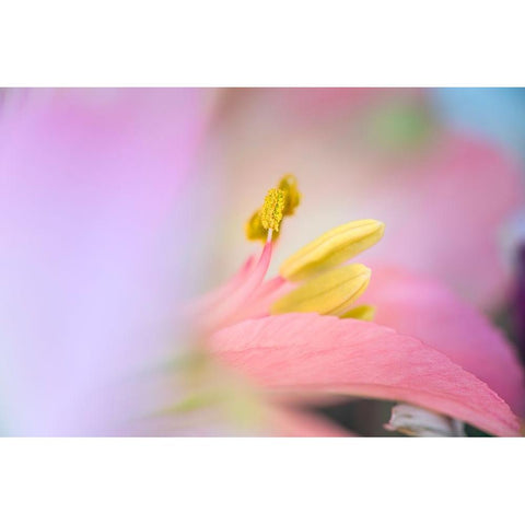 Pink lily flower Black Modern Wood Framed Art Print by Jones, Adam