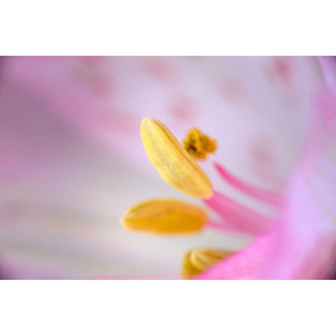 Pink lily flower Black Modern Wood Framed Art Print with Double Matting by Jones, Adam