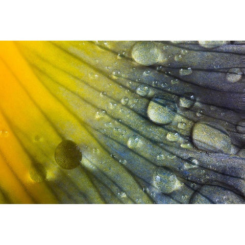 Iris petal with raindrops White Modern Wood Framed Art Print by Jones, Adam