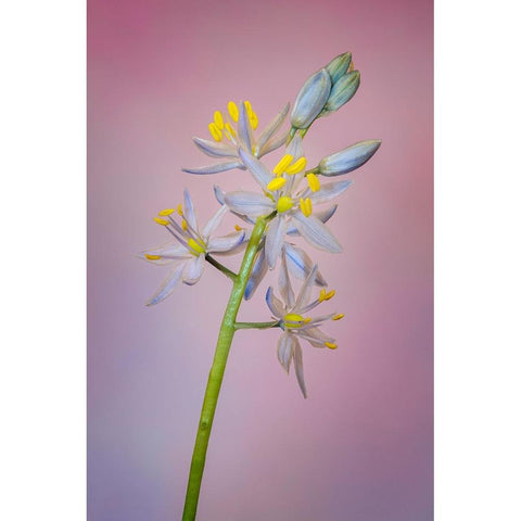 Wild hyacinth or Atlantic camas White Modern Wood Framed Art Print by Jones, Adam