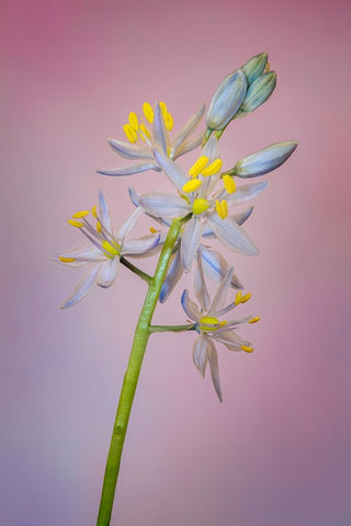 Wild hyacinth or Atlantic camas White Modern Wood Framed Art Print with Double Matting by Jones, Adam