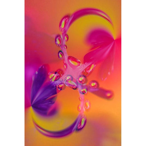 Close-up of flower reflected in waterdrop White Modern Wood Framed Art Print by Jones, Adam