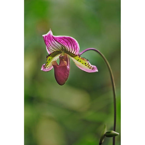Lady slipper Orchid Black Modern Wood Framed Art Print by Jones, Adam