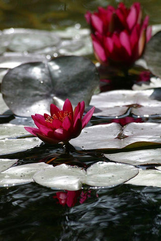 Waterlily White Modern Wood Framed Art Print with Double Matting by Miller, Anna