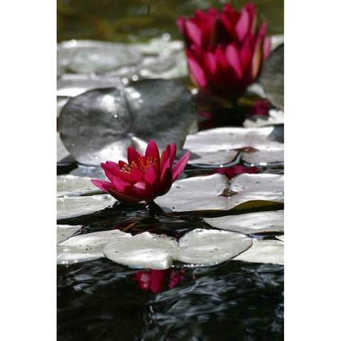 Waterlily Black Modern Wood Framed Art Print by Miller, Anna