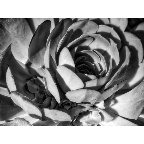 Closeup of a Succulent Gold Ornate Wood Framed Art Print with Double Matting by Miller, Anna