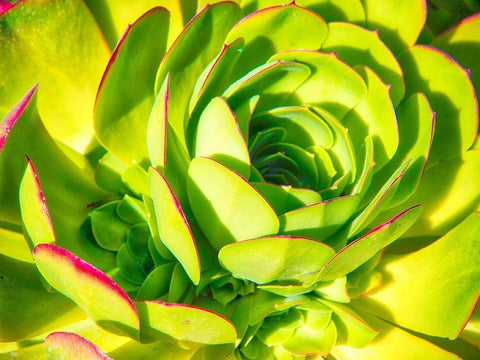 Closeup of a Succulent White Modern Wood Framed Art Print with Double Matting by Miller, Anna
