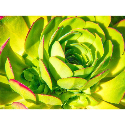 Closeup of a Succulent Black Modern Wood Framed Art Print by Miller, Anna