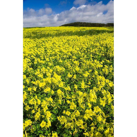 Field of Flowers White Modern Wood Framed Art Print by Miller, Anna