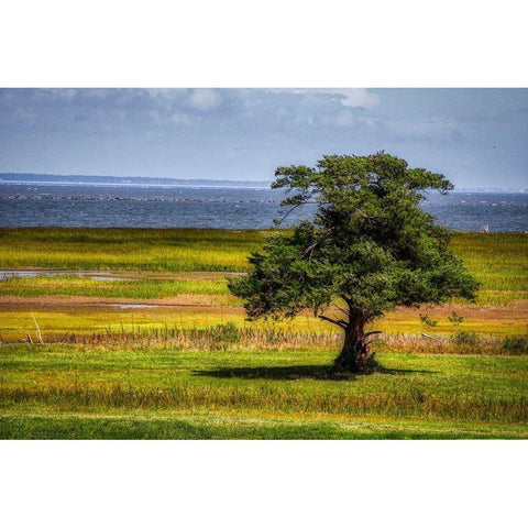 Lone Tree in Coastal Marshland Black Modern Wood Framed Art Print by Miller, Anna