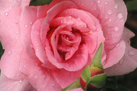 Pink Rose with Dew Drops White Modern Wood Framed Art Print with Double Matting by Miller, Anna