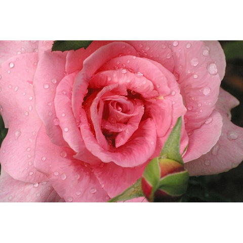 Pink Rose with Dew Drops Black Modern Wood Framed Art Print by Miller, Anna
