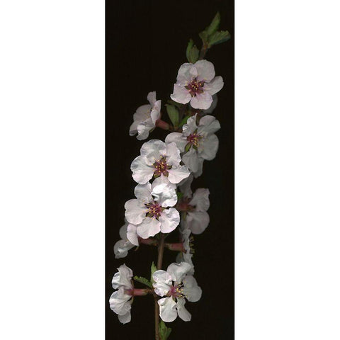 Cherry Blossom Gold Ornate Wood Framed Art Print with Double Matting by Miller, Anna