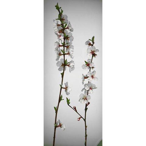 Cherry Blossom White Modern Wood Framed Art Print by Miller, Anna