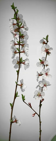 Cherry Blossom White Modern Wood Framed Art Print with Double Matting by Miller, Anna