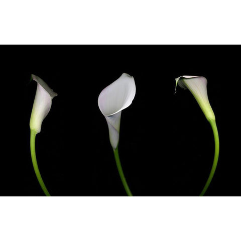 Calla Lily Black Modern Wood Framed Art Print by Miller, Anna