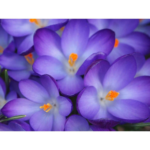 Purple Crocus Flowers Black Modern Wood Framed Art Print with Double Matting by Miller, Anna