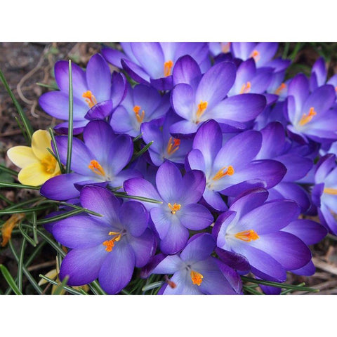 Purple Crocus Flowers Black Modern Wood Framed Art Print by Miller, Anna