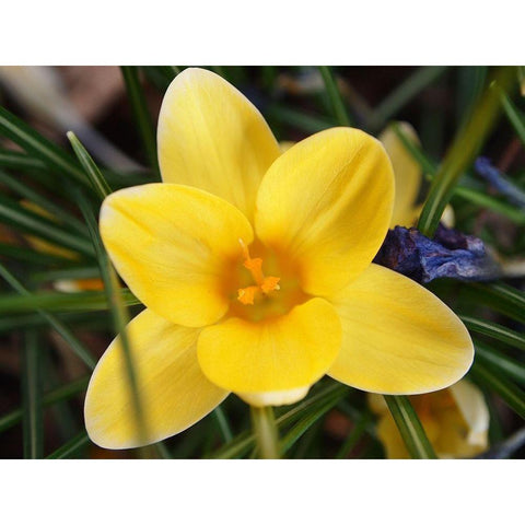 Yellow Crocus Flower Black Modern Wood Framed Art Print with Double Matting by Miller, Anna