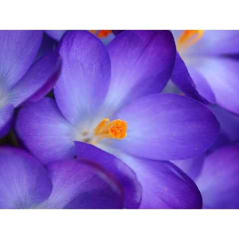 Purple Crocus Flowers White Modern Wood Framed Art Print by Miller, Anna