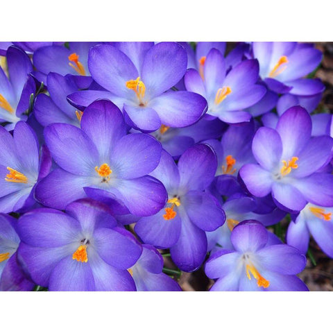 Purple Crocus Flowers Black Modern Wood Framed Art Print with Double Matting by Miller, Anna