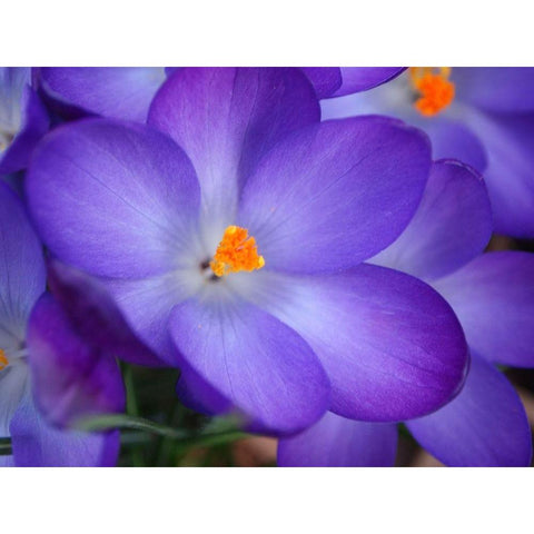 Purple Crocus Flowers White Modern Wood Framed Art Print by Miller, Anna