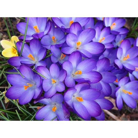 Purple Crocus Flowers Black Modern Wood Framed Art Print with Double Matting by Miller, Anna