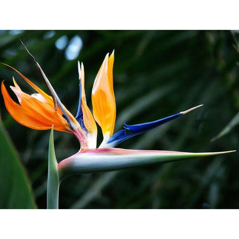 Bird Of Paradise Bloom Gold Ornate Wood Framed Art Print with Double Matting by Miller, Anna